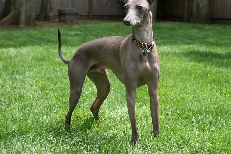 An Italian Greyhound