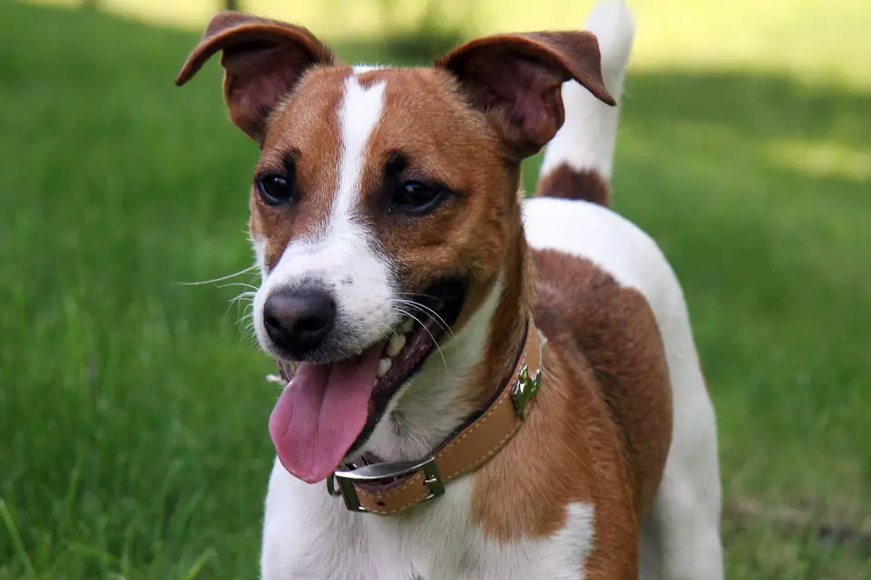 A Jack Russell Terrier
