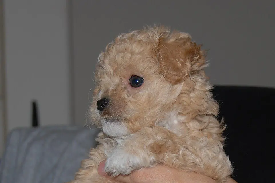 A Jackapoo, a Jack Russell Terrier and Poodle cross
