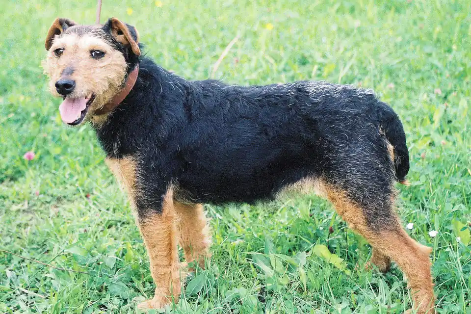 A Jagdterrier