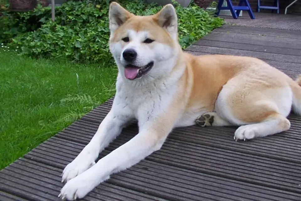 A Japanese Akitainu