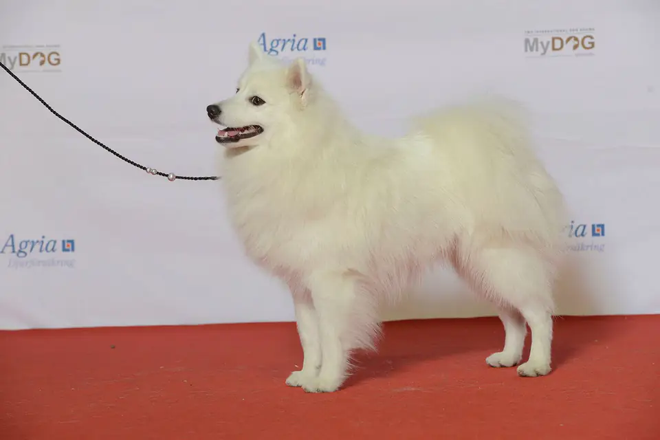 A Japanese Spitz