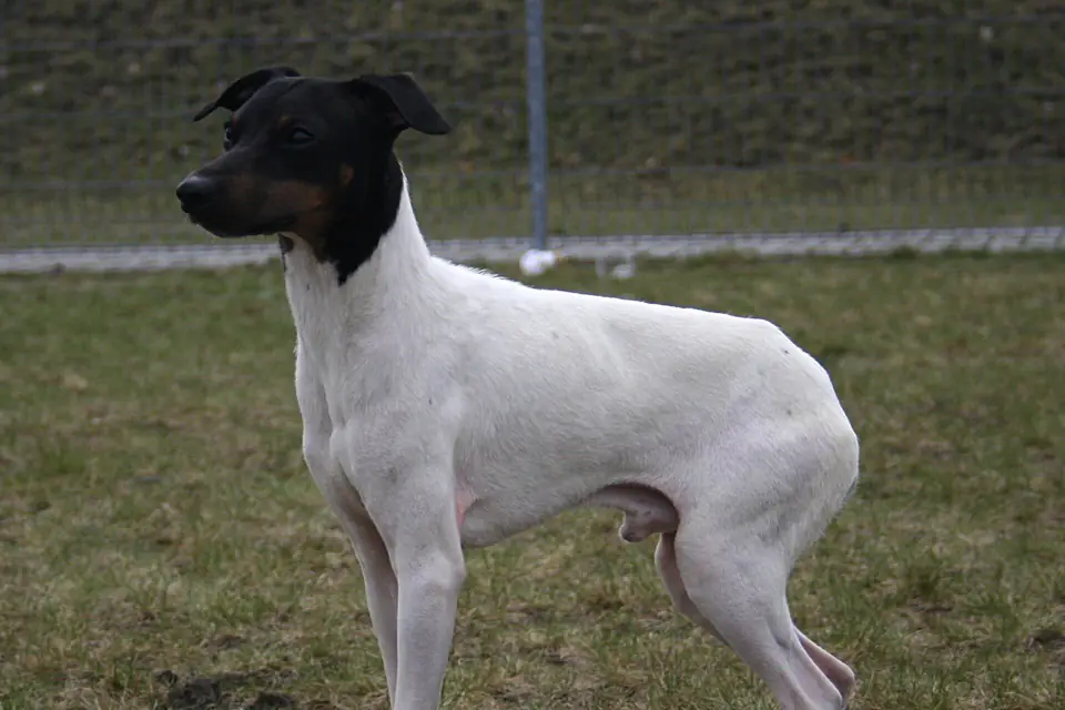 A Japanese Terrier