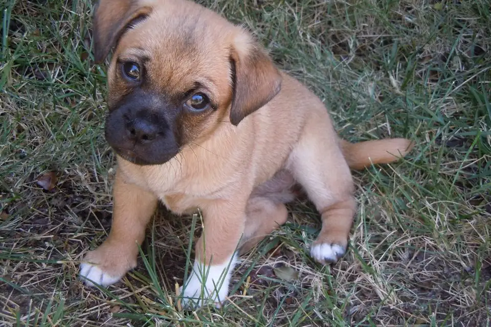 A Jug, a Jack Russell Terrier and Pug cross