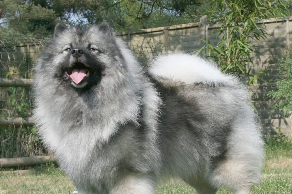 A Keeshond