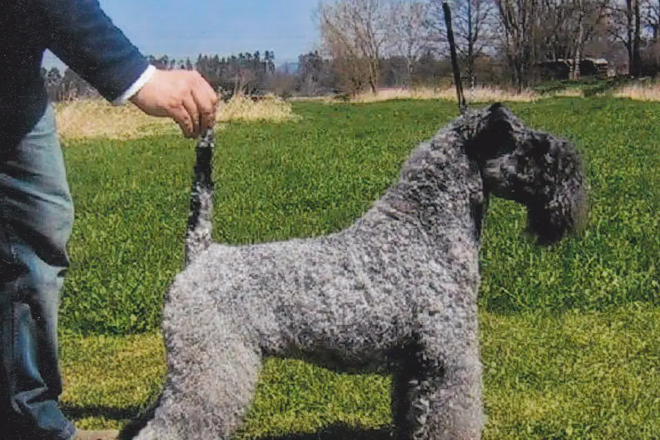 A Kerry Blue Terrier