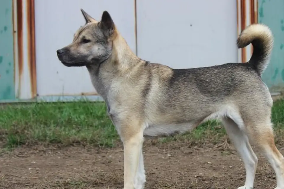 A Kishu Ken