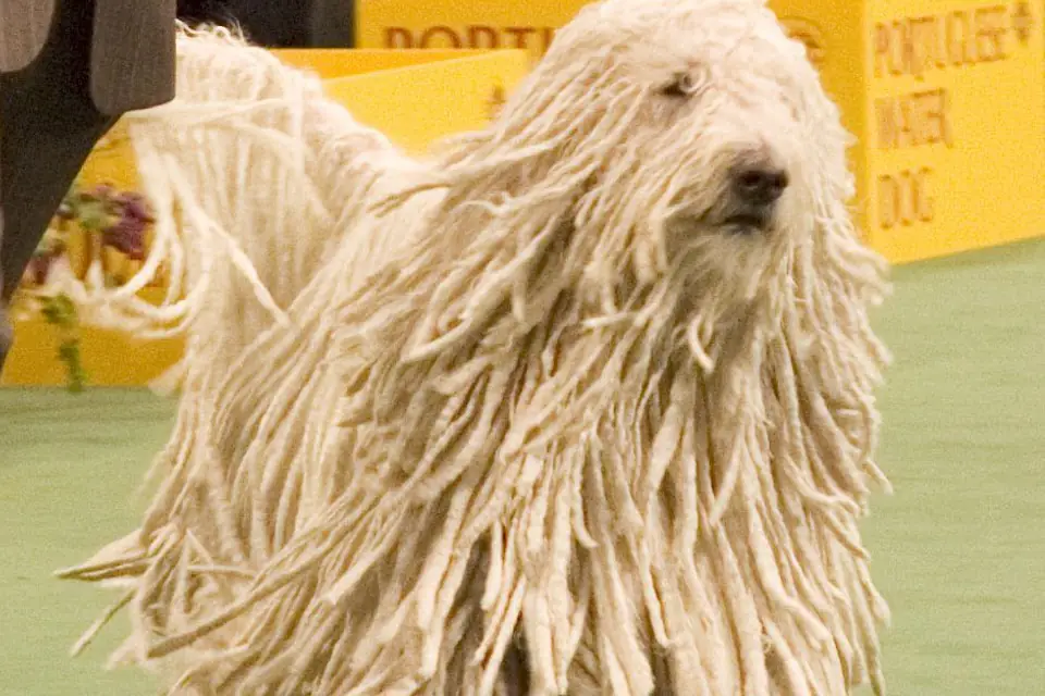 A Komondor