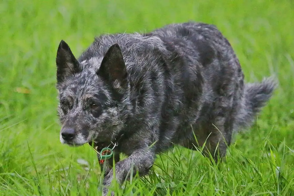 A Koolie