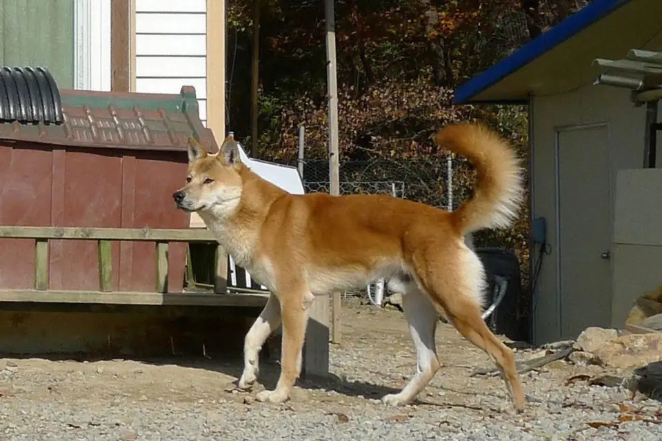 A Korean Jindo Dog
