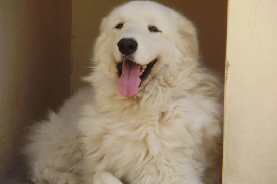 A Kuvasz