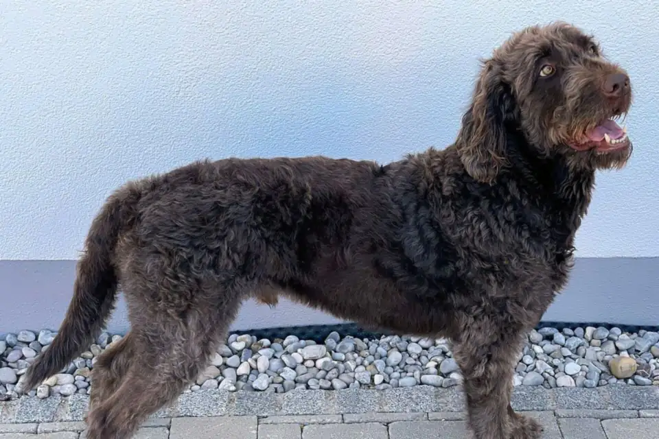 A Labradoodle, a Labrador Retriever and Poodle cross