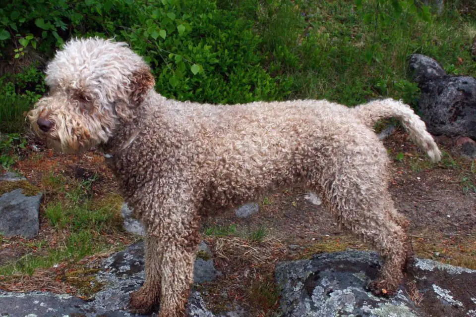 A Lagotto Romagnolo