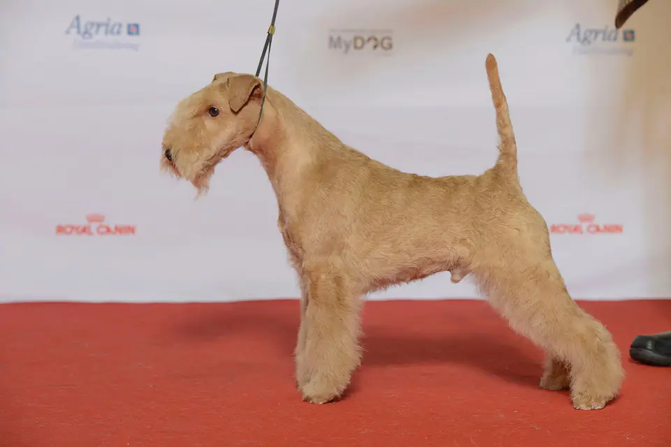 A Lakeland Terrier