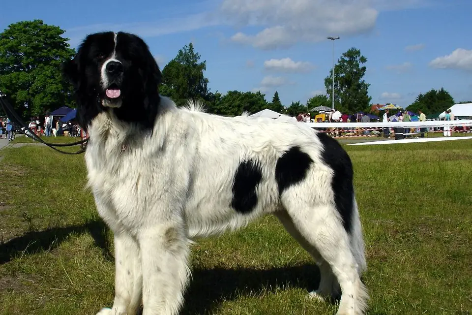 A Landseer (European Continental Type)