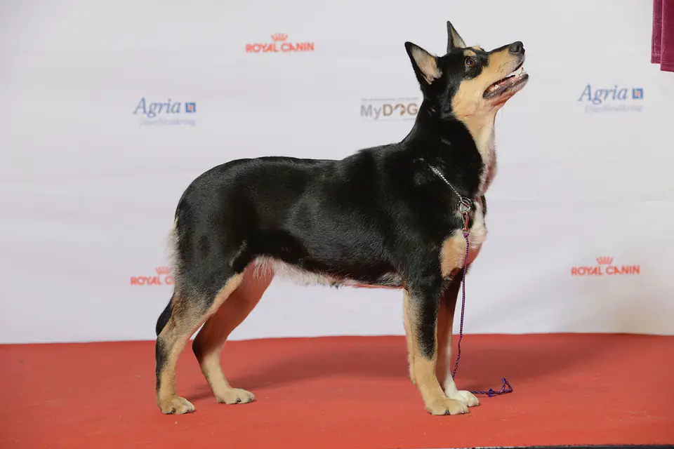 A Lapponian Herder