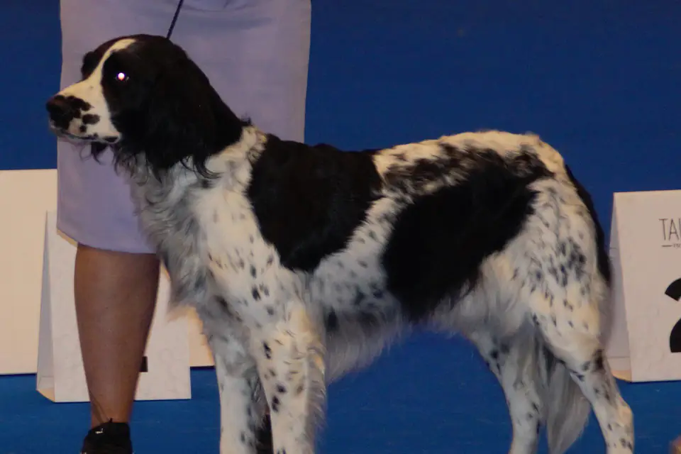 A Large Munsterlander