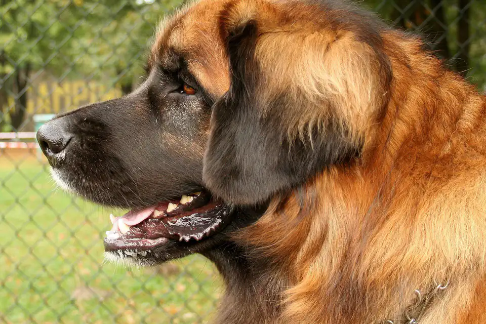 A Leonberger