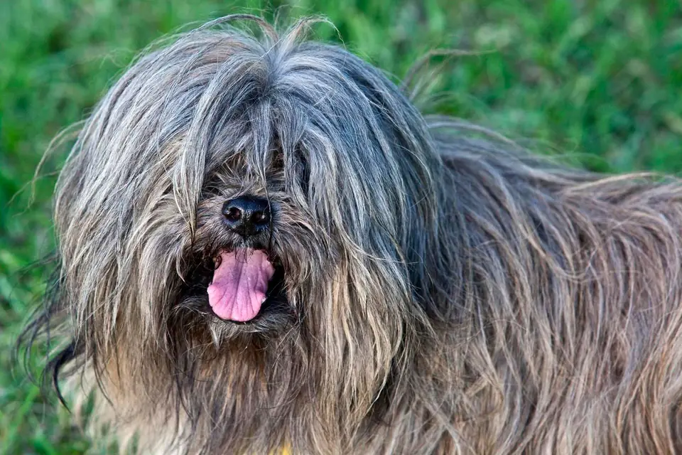 A Lhasa Apso