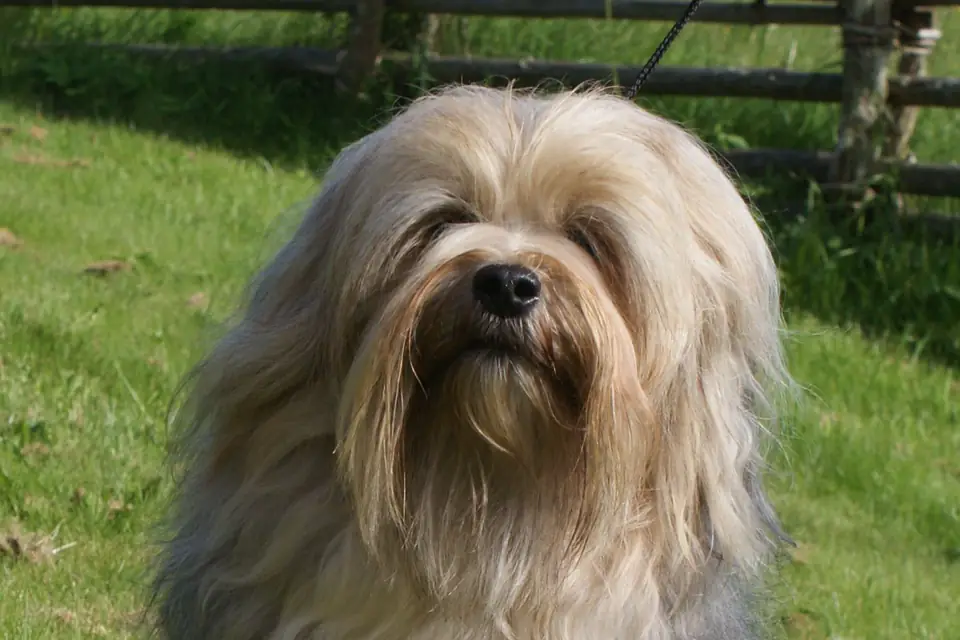 A Löwchen