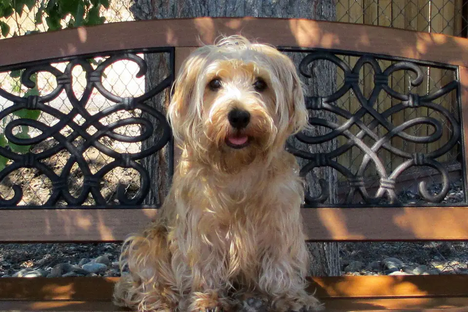 A Lucas Terrier