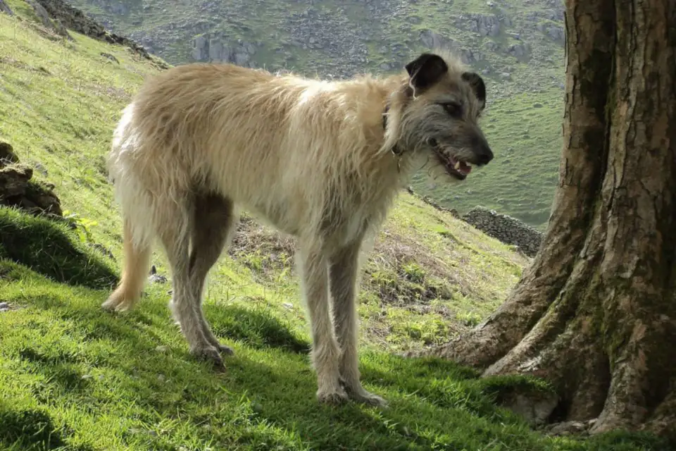 A Lurcher, a Greyhound or another sighthound and Pastoral or terrier breeds cross