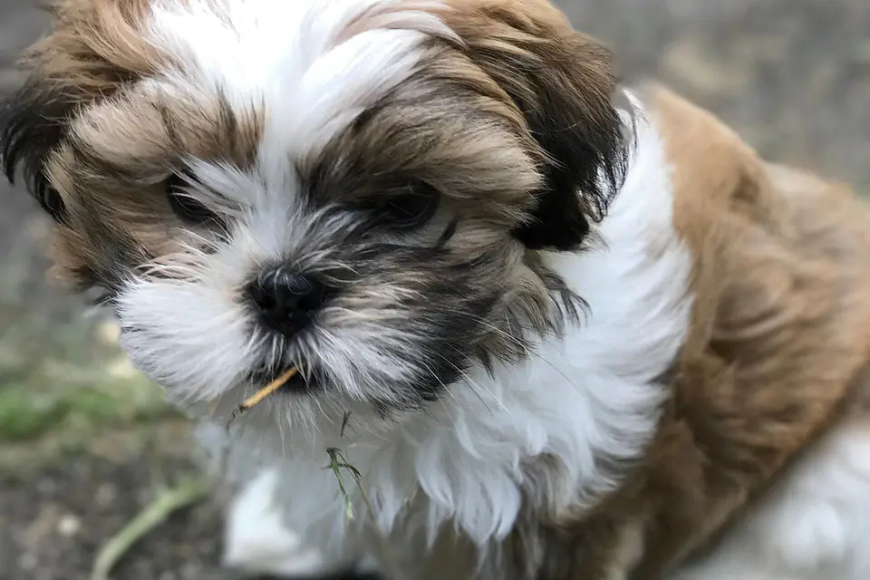 A Malshi, a Maltese and Shih Tzu cross
