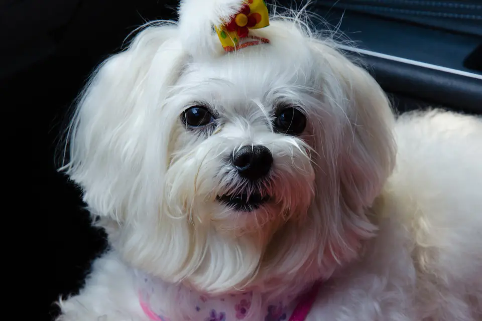 A Maltese