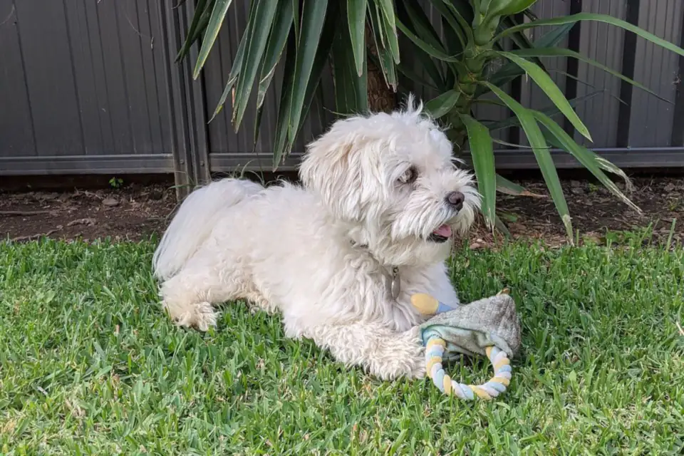 A Maltipoo, a Maltese and Poodle cross