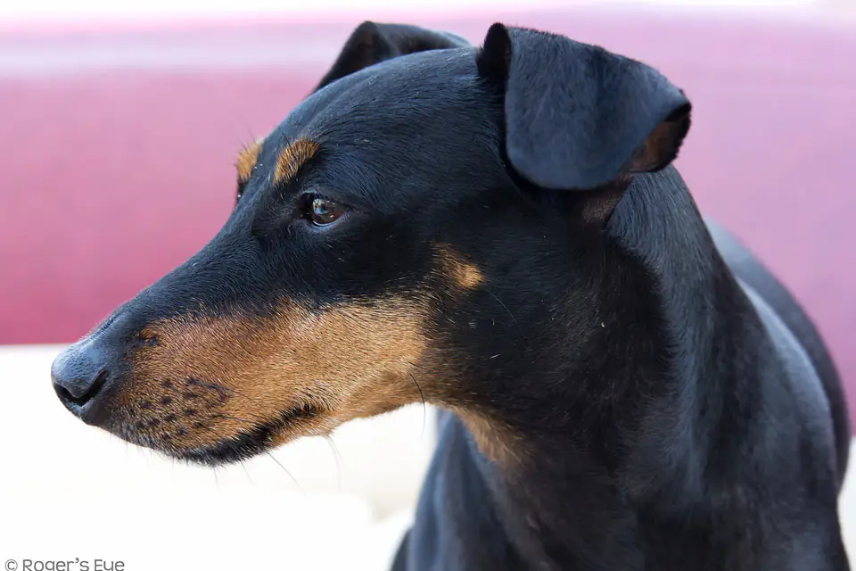 A Manchester Terrier (Standard)