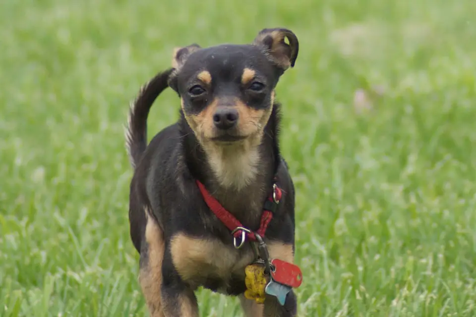 A Manchester Terrier (Toy)