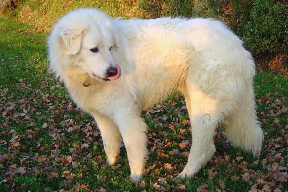 A Maremma Sheepdog