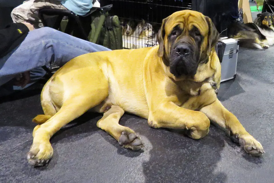 A Mastiff