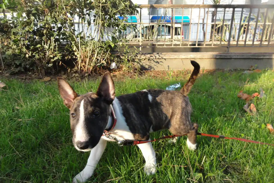A Miniature Bull Terrier