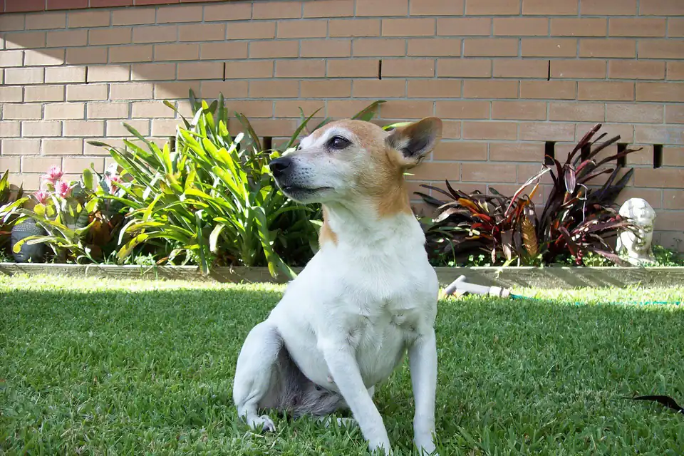 A Miniature Fox Terrier