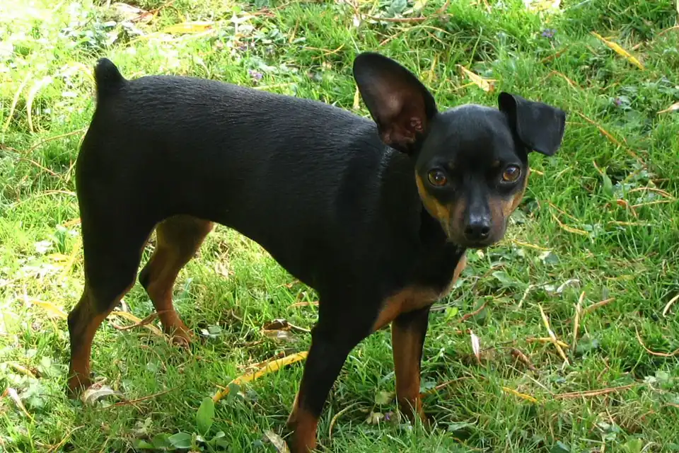 A Miniature Pinscher