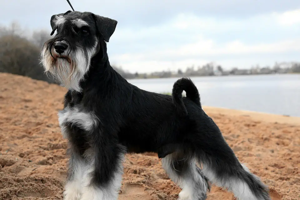 A Miniature Schnauzer