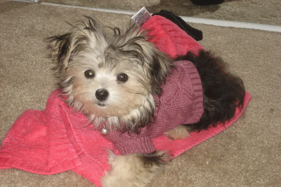 A Morkie, a Maltese and Yorkshire Terrier cross