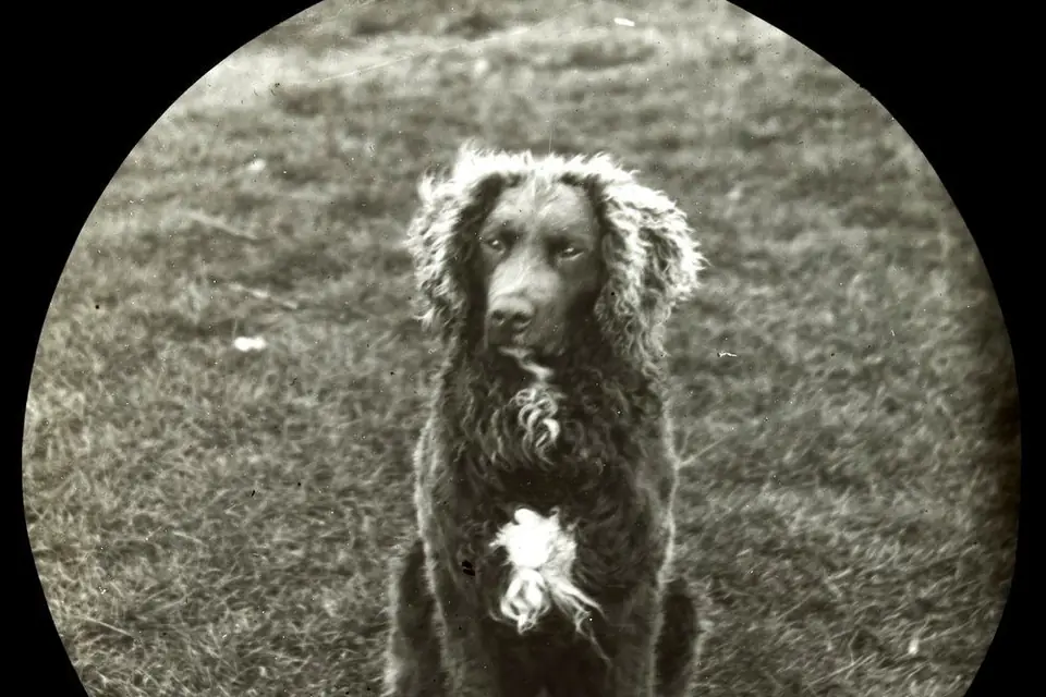 A Murray River Retriever
