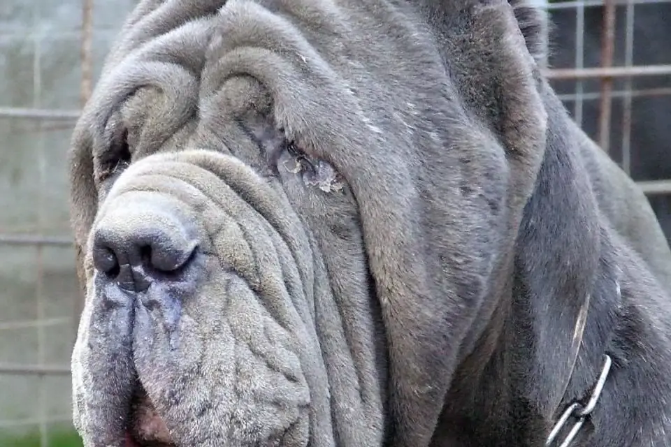 A Neapolitan Mastiff