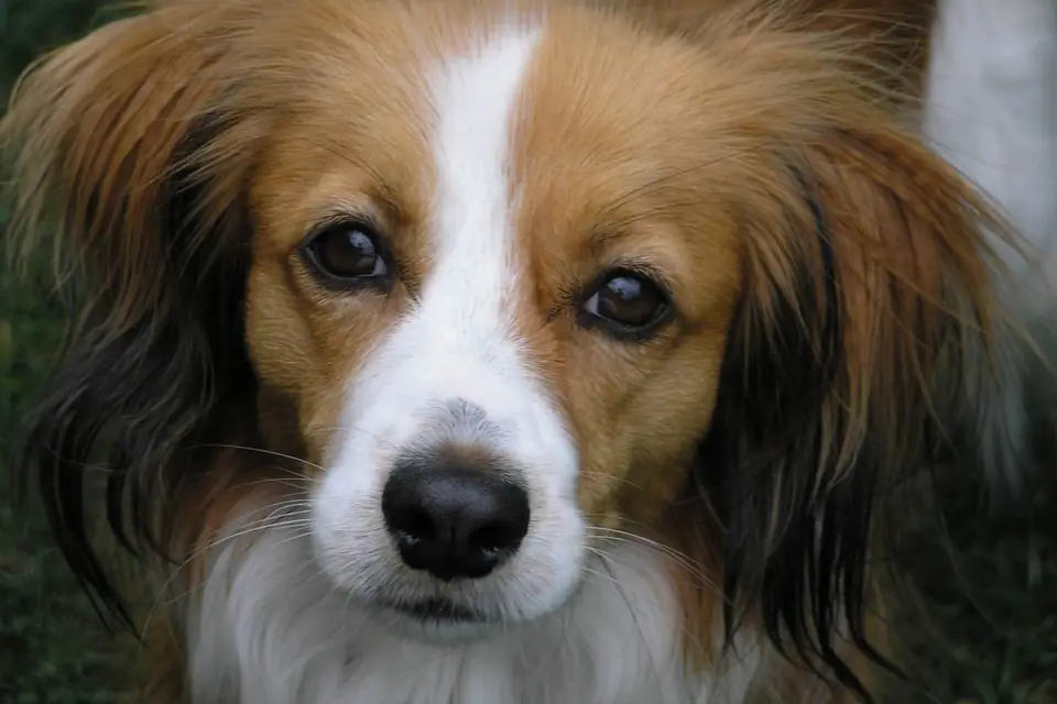 A Nederlandse Kooikerhondje