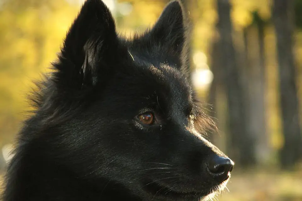 A Nenets Laika