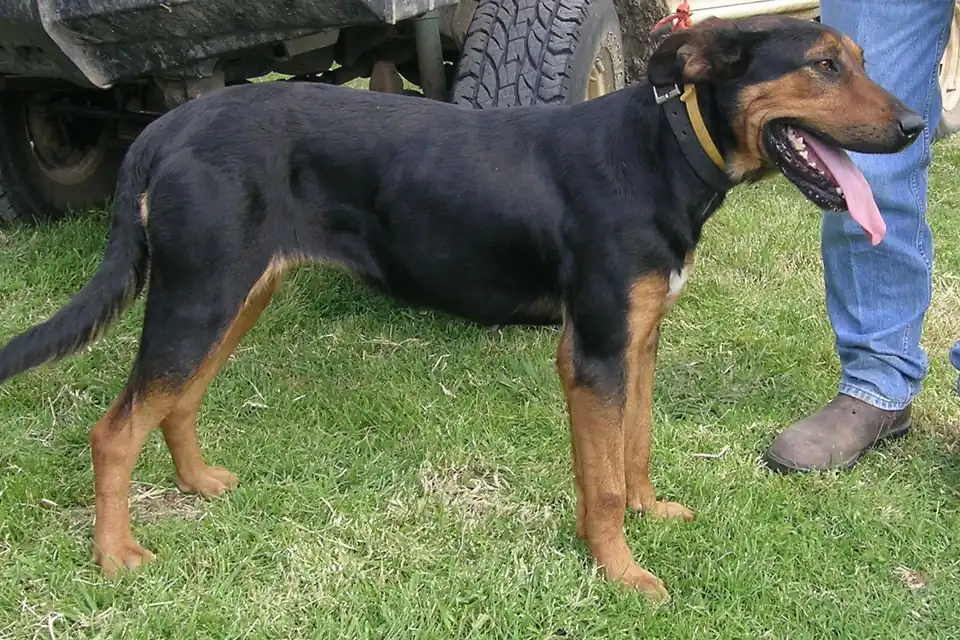 A New Zealand Huntaway