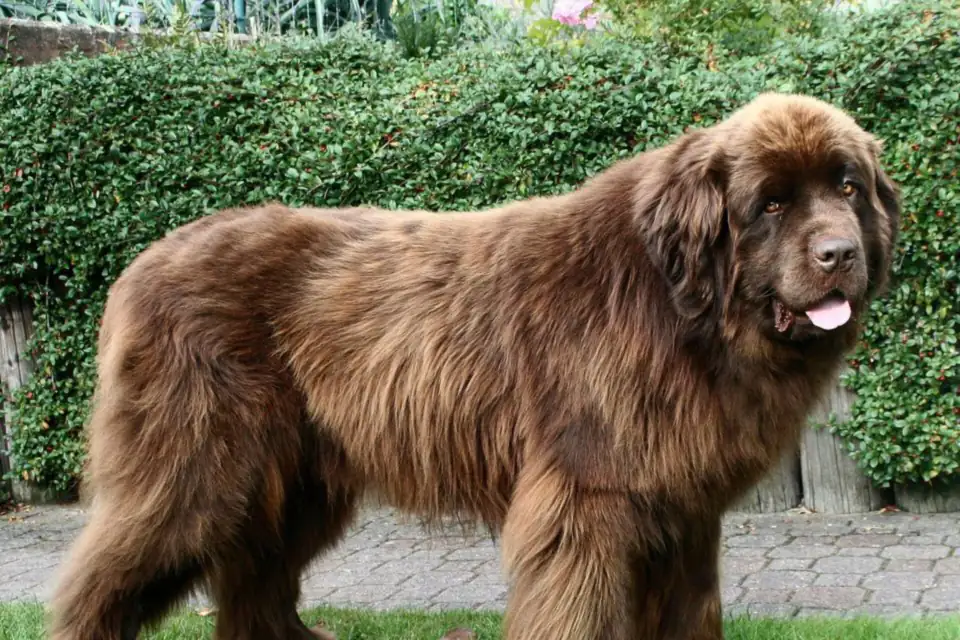 A Newfoundland