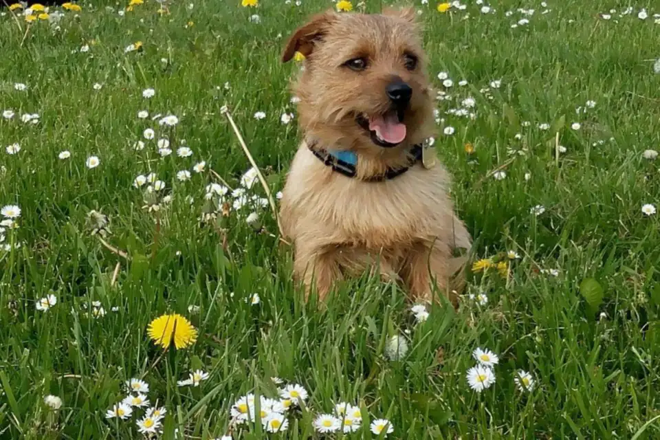 A Norfolk Terrier