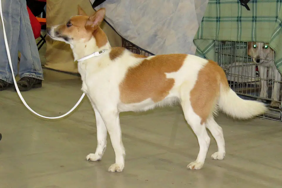 A Norrbottenspets