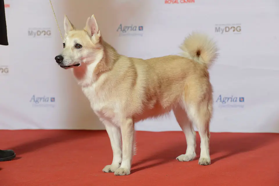 A Norwegian Buhund