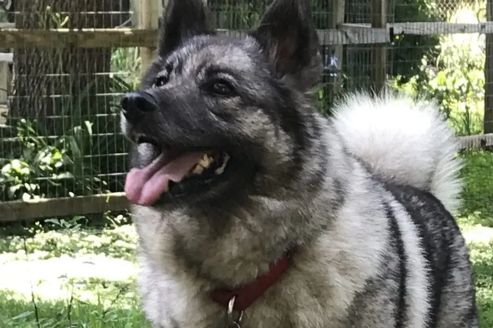 A Norwegian Elkhound