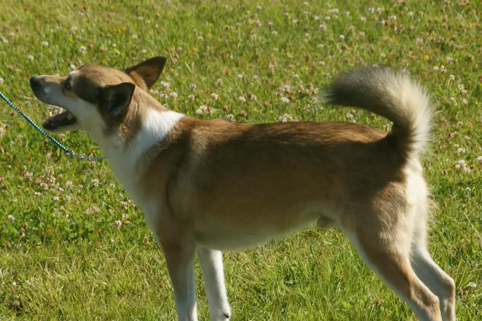 A Norwegian Lundehund