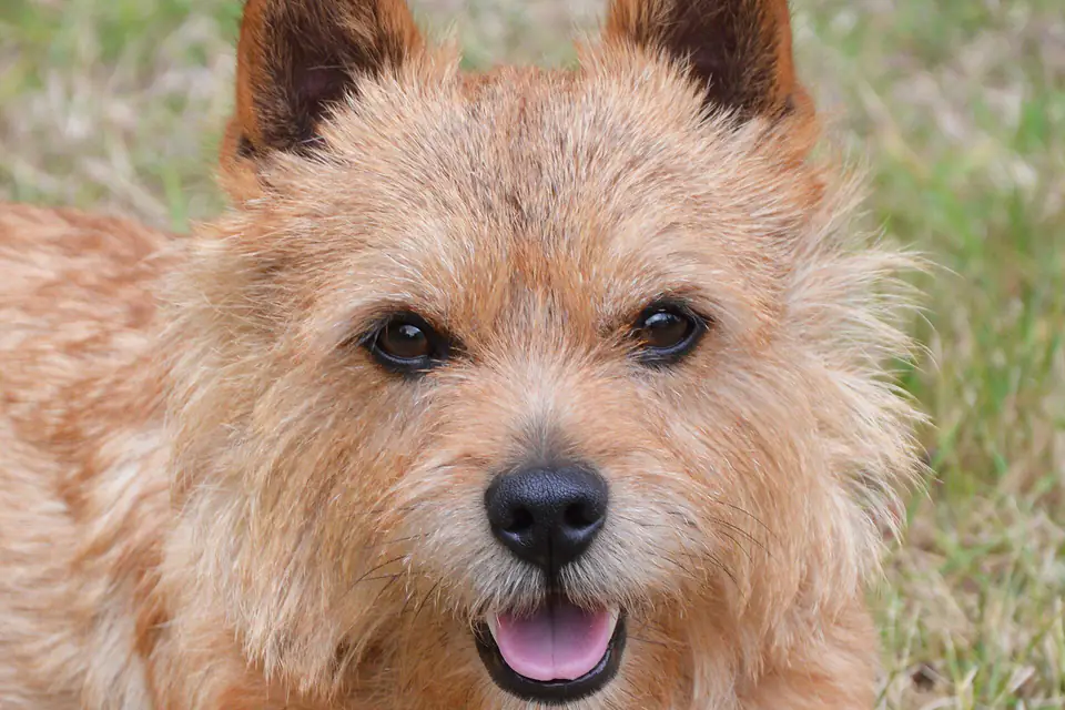 A Norwich Terrier